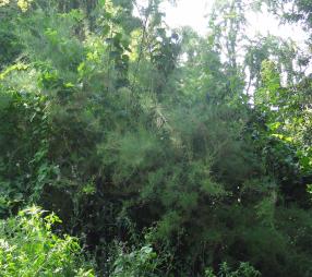 Tamaris numéro tamarix-ramosissima--xz2026653_48.8656275-2.3188369 juillet 2021