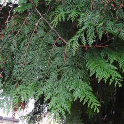 L'arbre numéro ex-168247 est un Thuya (Thuja plicata).
Il est situé cimetière de Montparnasse Grand (coordonnées GPS 48.83853, 2.3274)