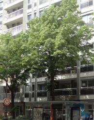 arbre n°tilia-tomentosa--xz259105-251198_48.8437582-2.2823529 avril 2021 Tilleul numéro tilia-tomentosa--xz259105-251198_48.8437582-2.2823529 avril 2021