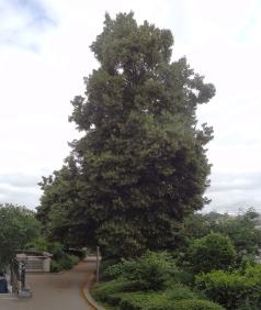 arbre n°tilia-x-europaea--xz125979_48.8428643-2.3851679 juillet 2021 Tilleul numéro tilia-x-europaea--xz125979_48.8428643-2.3851679 juillet 2021