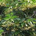 arbre n°tilia-x-europaea--xz125979_48.8428643-2.3851679 juillet 2021 Tilleul numéro tilia-x-europaea--xz125979_48.8428643-2.3851679 juillet 2021