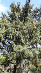 Muscadier numéro torreya-nucifera_48.84409-2.35925 mars 2022