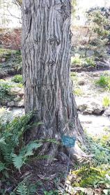 Muscadier numéro torreya-nucifera_48.84409-2.35925 mars 2022