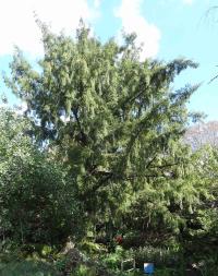 Tsuga numéro tsuga_48.84412-2.35929 septembre 2022