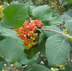 Viorne numéro viburnum-lantana_48.84392-2.359843 aout 2023