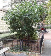 Viorne numéro viburnum-lantana_48.84407-2.280375 septembre 2022