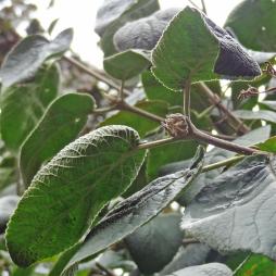 Viorne numéro viburnum-lantana_48.84407-2.280375 septembre 2022