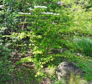 Viorne numéro viburnum-plicatum_48.8472-2.251294 mai 2022