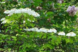 Viorne numéro viburnum-plicatum_48.8472-2.251294 mai 2022