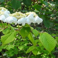 Viorne numéro viburnum-plicatum_48.8472-2.251294 mai 2022