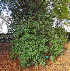 Viorne numéro viburnum-rhytidophylloides_48.84776-2.25329 novembre 2022