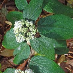 Viorne numéro viburnum-rhytidophylloides_48.84776-2.25329 novembre 2022