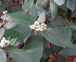 Viorne numéro viburnum-rhytidophylloides_48.84776-2.25329 novembre 2022