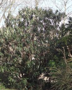 Viorne numéro viburnum-rhytidophyllum_48.8545-2.299591 février 2022