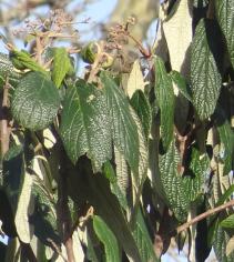 Viorne numéro viburnum-rhytidophyllum_48.8545-2.299591 février 2022