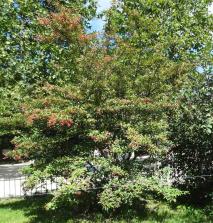 Viorne numéro viburnum-x-hillieri_48.84414-2.363251 aout 2023