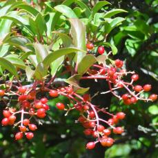 Viorne numéro viburnum-x-hillieri_48.84414-2.363251 aout 2023