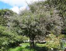 arbre n°vitex-agnus-castus_48.84365-2.361592 aout 2023 Vitex numéro vitex-agnus-castus_48.84365-2.361592 aout 2023