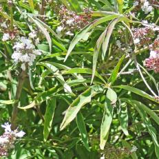 arbre n°vitex-agnus-castus_48.84365-2.361592 aout 2023 Vitex numéro vitex-agnus-castus_48.84365-2.361592 aout 2023