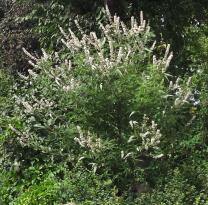 L'arbre numéro v_48.82236-2.338445 est un Vitex (Vitex).
Il est situé Montsouris (coordonnées GPS 48.82236, 2.33845)