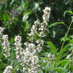 L'arbre numéro v_48.82236-2.338445 est un Vitex (Vitex).
Il est situé Montsouris (coordonnées GPS 48.82236, 2.33845)