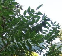 Xanthoceras numéro xanthoceras-sorbifolium--xz2023803_48.8203777-2.456753 octobre 2021