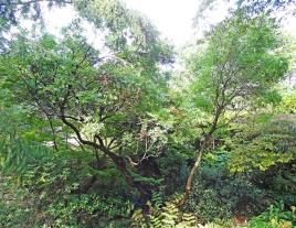 Xanthoceras numéro xanthoceras-sorbifolium_48.84415-2.35932 septembre 2022