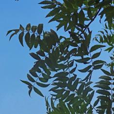 Xanthoceras numéro xanthoceras-sorbifolium_48.84415-2.35932 septembre 2022