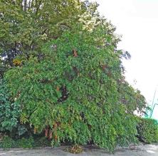 Xanthoceras numéro xanthoceras-sorbifolium_48.8197072-2.353526783 septembre 2022