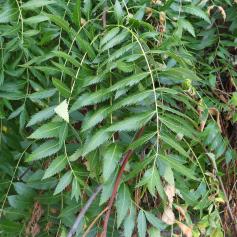 Xanthoceras numéro xanthoceras-sorbifolium_48.8197072-2.353526783 septembre 2022