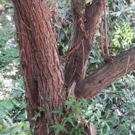 Xanthoceras numéro xanthoceras-sorbifolium_48.8197072-2.353526783 septembre 2022