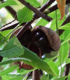 Xanthoceras numéro xanthoceras-sorbifolium_48.8197072-2.353526783 septembre 2022