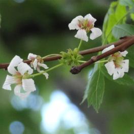 Xanthoceras numéro xanthoceras-sorbifolium_48.8197072-2.353526783 mai 2023
