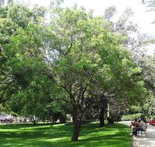 Xanthoceras numéro xanthoceras-sorbifolium_48.84838-2.33899 aout 2023