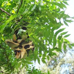 Xanthoceras numéro xanthoceras-sorbifolium_48.84838-2.33899 aout 2023