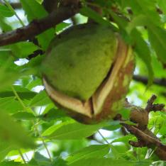 Xanthoceras numéro xanthoceras-sorbifolium_48.84838-2.33899 aout 2023