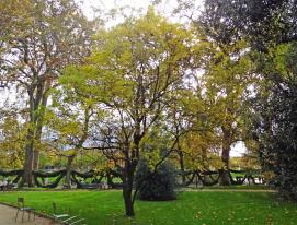 Xanthoceras numéro xanthoceras-sorbifolium_48.84838-2.33899 novembre 2023