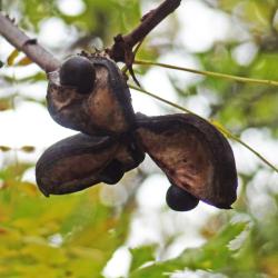 Xanthoceras numéro xanthoceras-sorbifolium_48.84838-2.33899 novembre 2023