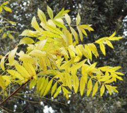 Xanthoceras numéro xanthoceras-sorbifolium_48.84838-2.33899 novembre 2023