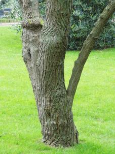 Xanthoceras numéro xanthoceras-sorbifolium_48.84838-2.33899 mars 2024