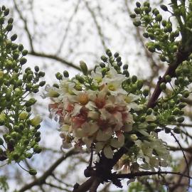 Xanthoceras numéro xanthoceras-sorbifolium_48.84838-2.33899 mars 2024