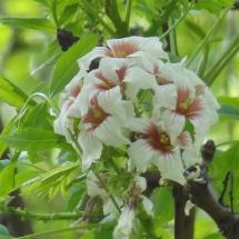 Xanthoceras numéro xanthoceras-sorbifolium_48.84838-2.33899 avril 2024