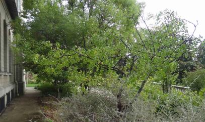 Jujubier numéro ziziphus-jujuba--xz136488_48.8476622-2.2516328 septembre 2021