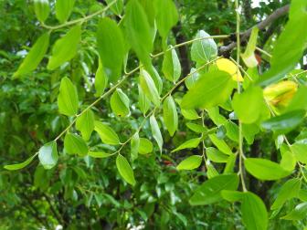 Jujubier numéro ziziphus-jujuba--xz136488_48.8476622-2.2516328 septembre 2021